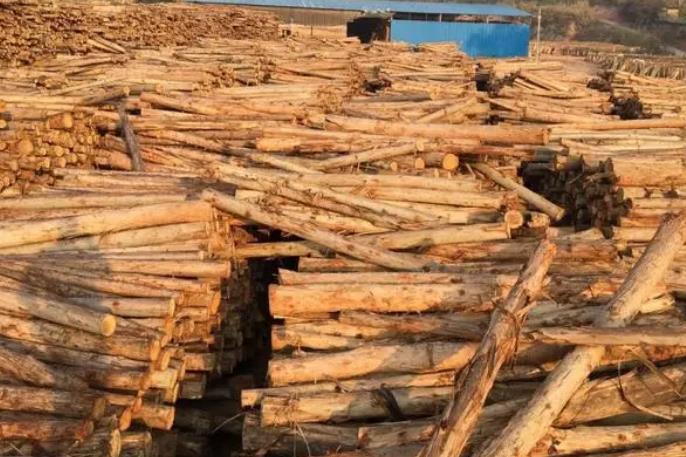 可持续发展成为木业行业的新风向，环保材料受追捧